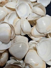 Conchiglie bianchi bricolage 