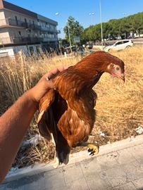 Galline rosse ovaiole