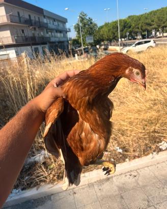 Galline rosse ovaiole