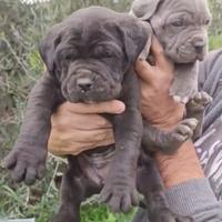 Cucciolo Cane Corso Maschio Nero