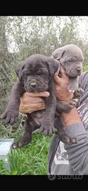 Cucciolo Cane Corso Maschio Nero