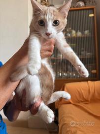 Gattini