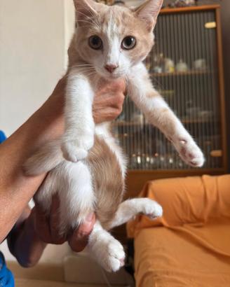 Gattini