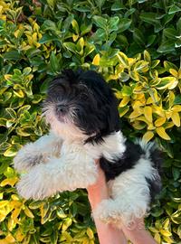Cuccioli DI MALSHI