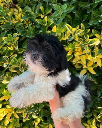 Cuccioli DI MALSHI