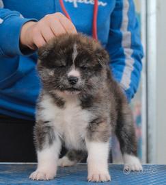 Akita inu