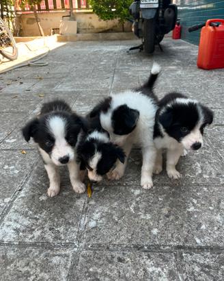 Cuccioli di border collie