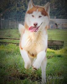 Siberian husky per monta