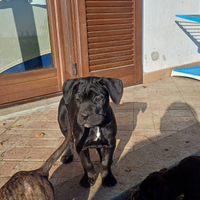 Cuccioli di cane corso