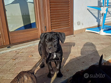 Cuccioli di cane corso