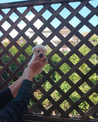 mini maltipoo toy 