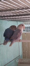 Inseparabili maschi