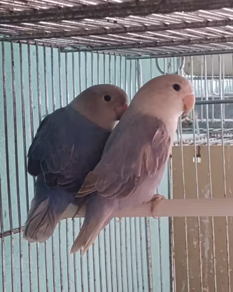 Inseparabili maschi