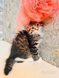 Gattini di Gatto Siberiano