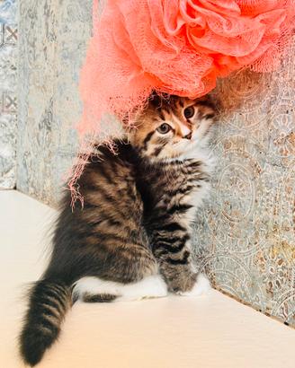 Gattini di Gatto Siberiano