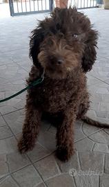 Cucciola di Lagotto Romagnolo