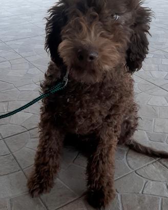 Cucciola di Lagotto Romagnolo