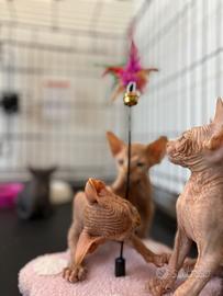 Sphynx canadian