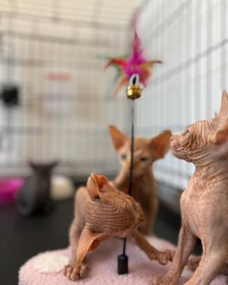 Sphynx canadian