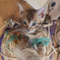 Dolcissimi gattini del Bengala con pedegree