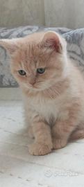 Gattini Scottish fold e straight