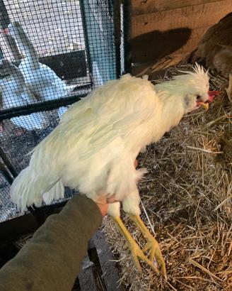 Gallo padovano