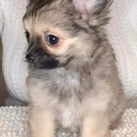 Chihuahua pelo lungo cucciolo