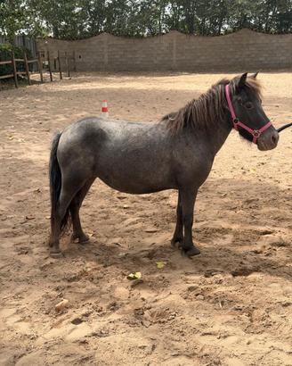 Pony mini shetland