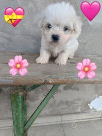 Maltese Toy