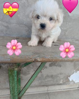 Maltese Toy