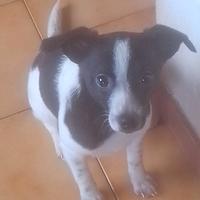 Cuccioli dolcissimi e affettuosi