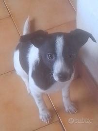 Cuccioli dolcissimi e affettuosi