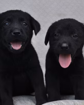 Ultimi due cuccioli labrador con pedigree enci