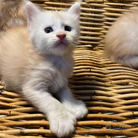 Cuccioli Maine Coon Polidattili