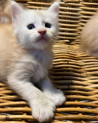 Cuccioli Maine Coon Polidattili