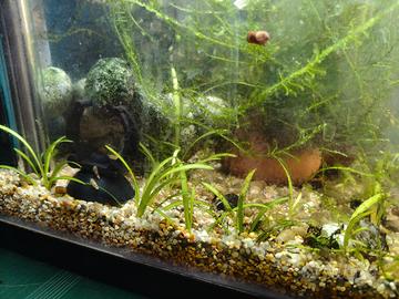 Piante acquatiche