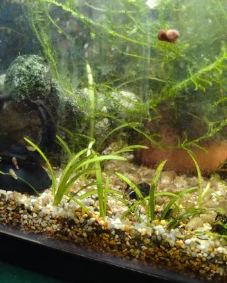 Piante acquatiche