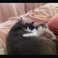 Dolcissimo gattino bianco e nero di 2 mesi ?