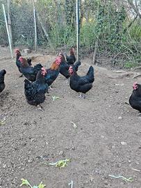 Galline marans