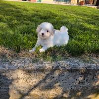 Cucciolo femmina maltipoo