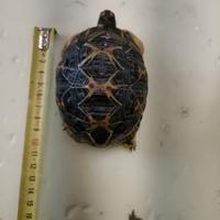 Astrochelys radiata femmina