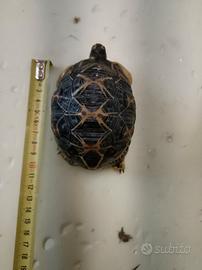 Astrochelys radiata femmina