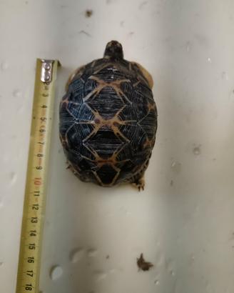 Astrochelys radiata femmina
