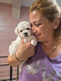 Cucciola femmina maltese