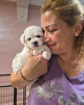 Cucciola femmina maltese