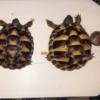 Tartarughe di terra 3 anni
