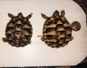 Tartarughe di terra 3 anni