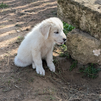 Cuccioli di pastore maremmano