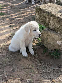 Cuccioli di pastore maremmano