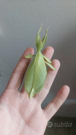 Insetti foglia verde Philliidae